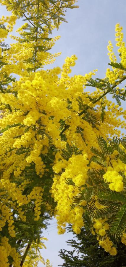 オステッラート Locazione Mimosa Con Giardinoヴィラ エクステリア 写真